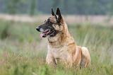 MALINOIS 589